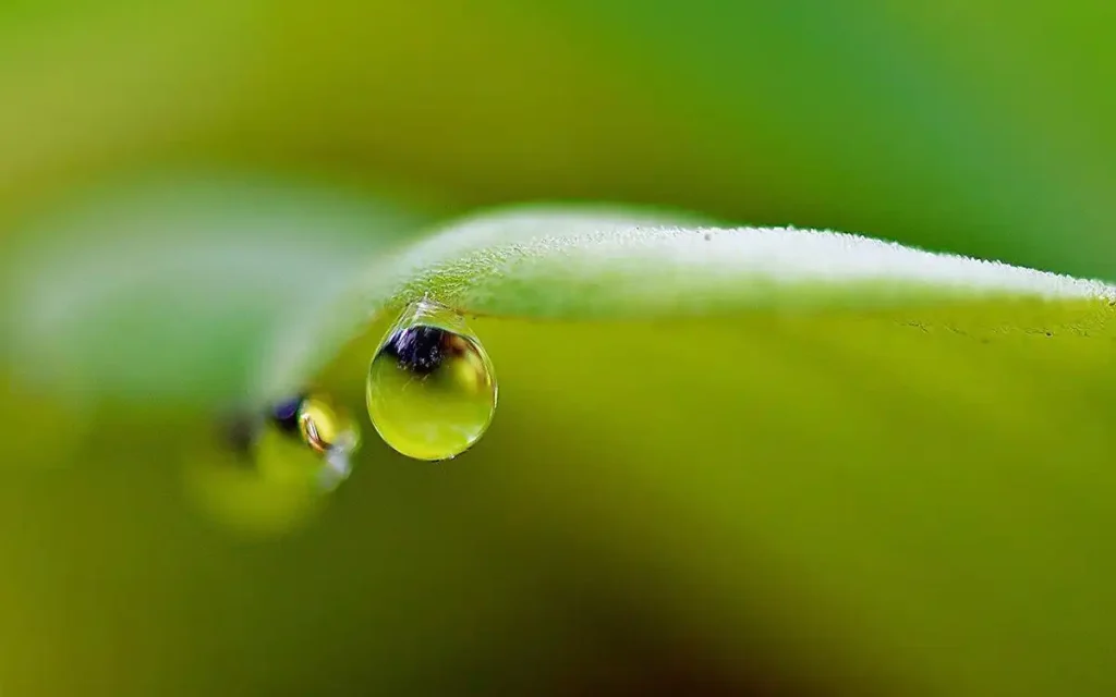 water droplet